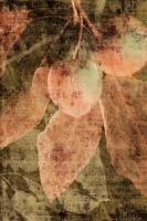 VIntage Apples II #75819 VIntage Apples II #75819