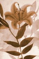 Daylily 1 #75893 Daylily 1 #75893