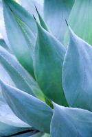 Agave I #77913 Agave I #77913
