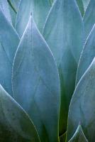 Agave V #77917 Agave V #77917