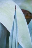 Agave VI #77918 Agave VI #77918