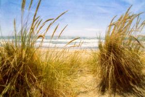 Dune Grass 3 #77926 Dune Grass 3 #77926