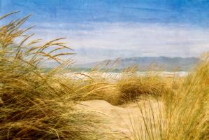 Dune Grass 4 #77927 Dune Grass 4 #77927