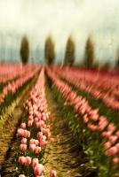 Tulip Field 1 #81959 Tulip Field 1 #81959