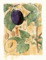 Prunus Domestica #86942 Prunus Domestica #86942