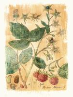 Rubus Jdaeus #86943 Rubus Jdaeus #86943