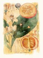 Citrus Aurantium #86945 Citrus Aurantium #86945