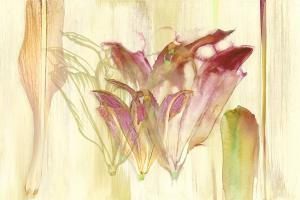 Efflorescence #78652 Efflorescence #78652