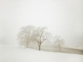 White Fog #1 #81766 White Fog #1 #81766