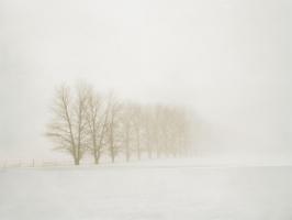 White Fog #3 #81768 White Fog #3 #81768