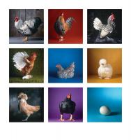 Which Came First? #86855 Which Came First? #86855