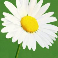 Flower Art 8 #91735 Flower Art 8 #91735