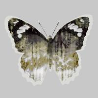 Painted Butterfly 1 #103210 Painted Butterfly 1 #103210