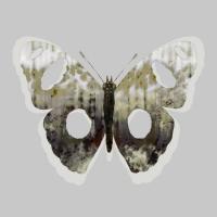 Painted Butterfly 2 #103211 Painted Butterfly 2 #103211