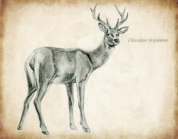 Scientific Deer Sketch 1 #98980 Scientific Deer Sketch 1 #98980
