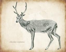 Scientific Deer Sketch 2 #98981 Scientific Deer Sketch 2 #98981