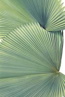 Contemporary Palm Leaves 3 #99511 Contemporary Palm Leaves 3 #99511