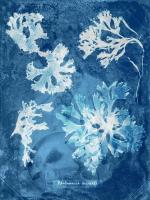 Natural Forms Blue 1 #102179 Natural Forms Blue 1 #102179