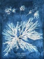 Natural Forms Blue 3 #102181 Natural Forms Blue 3 #102181