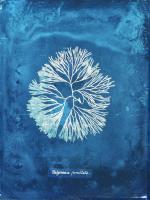 Natural Forms Blue 6 #102184 Natural Forms Blue 6 #102184