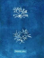 Natural Forms Blue 7 #102185 Natural Forms Blue 7 #102185