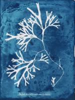 Natural Forms Blue 8 #102186 Natural Forms Blue 8 #102186