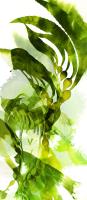 Watercolor Botanicals 2 #102209 Watercolor Botanicals 2 #102209