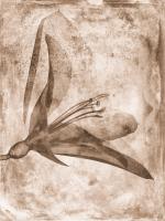 Sepia Flower Inversions 2 #102218 Sepia Flower Inversions 2 #102218