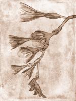 Sepia Flower Inversions 4 #102220 Sepia Flower Inversions 4 #102220