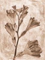 Sepia Flower Inversions 5 #102221 Sepia Flower Inversions 5 #102221