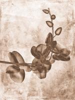 Sepia Flower Inversions 7 #102223 Sepia Flower Inversions 7 #102223