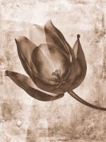 Sepia Flower Inversions 8 #102224 Sepia Flower Inversions 8 #102224