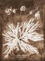 Natural Forms Sepia 3 #102228 Natural Forms Sepia 3 #102228