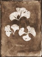 Natural Forms Sepia 4 #102229 Natural Forms Sepia 4 #102229