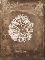 Natural Forms Sepia 6 #102231 Natural Forms Sepia 6 #102231