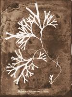 Natrual Forms Sepia 8 #102233 Natrual Forms Sepia 8 #102233