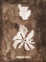Natural Forms Sepia 9 #102234 Natural Forms Sepia 9 #102234