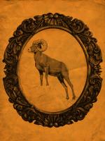 Framed Bighorn Sheep in Tangerine #89810 Framed Bighorn Sheep in Tangerine #89810