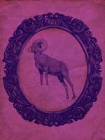 Framed Bighorn Sheep in Violet #89811 Framed Bighorn Sheep in Violet #89811