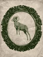 Framed Bighorn Sheep in Evergreen #89832 Framed Bighorn Sheep in Evergreen #89832