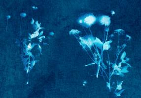 Cyanotype Plant 6 #90154 Cyanotype Plant 6 #90154
