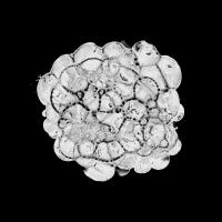 Cellular Cloud on Black A #91962 Cellular Cloud on Black A #91962
