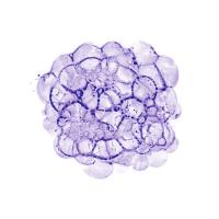 Cellular Clouds in Purple C #91970 Cellular Clouds in Purple C #91970