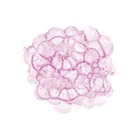 Cellular Clouds in Pink C #91982 Cellular Clouds in Pink C #91982
