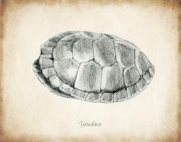 Testudines Shell A #99112 Testudines Shell A #99112
