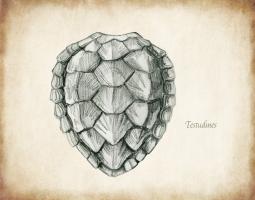 Testudines Shell B #99113 Testudines Shell B #99113