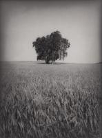 Grain Field #86856 Grain Field #86856