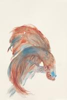 Betta III #UMAN-110 Betta III #UMAN-110
