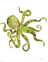 Octopus #UMAN-168