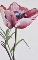 Paris Poppy #USTL-108 Paris Poppy #USTL-108